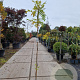 Wisteria flor. 'Issai-naga' 175-200 cm 3,0L