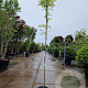 Wisteria flor. 'Multijuga' 175-200 cm 3,0L