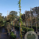 Wisteria flor. 'Shiro-noda' 350-400 cm 30L