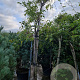 Wisteria sinensis 160 cm stam container 18-20