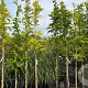 Wisteria sinensis 275-300 cm cont. 70L struik