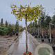 Wisteria sinensis 'Prolific' 200 cm stam container dakvorm