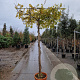 Wisteria sinensis 'Prolific' 200 cm stam container dakvorm