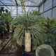 Yucca rostrata 160-170 cm container