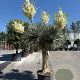 Yucca rostrata 190-200 cm container vertakt extra