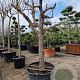 Ziziphus jujuba 100 cm stam container 40-50 bol