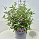 Buddleja Free Petite Tutti Fruitti 30-40 cm 10L