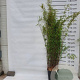 Fargesia nitida 'Black Pearl' 150-175 cm 15L