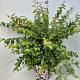 Kolkwitzia amabilis 60-80 cm 10L