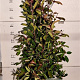 Photinia fraseri 'Red Robin' 150-175 cm met kluit