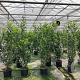 Prunus l. 'Caucasica' 200-225 cm 20L