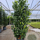Prunus I. 'Rotundifolia' 175-200 cm 20L