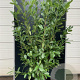 Prunus I. 'Rotundifolia' 175-200 cm 20L