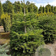 Abies nordmanniana 100-125 cm met kluit solitair