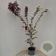 Acer pal. 'Atropurpureum' 140-160 cm 10L