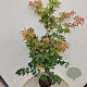 Acer pal. 'Osakazuki' 140-160 cm 10L