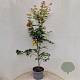 Acer pal. 'Osakazuki' 140-160 cm 10L