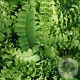 Adiantum pedatum 'Imbricatum' GM P9