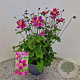 Anemone h. 'Splendens' 25-30 cm 2,5L