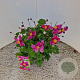 Anemone h. 'Splendens' 25-30 cm 2,5L