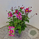 Anemone h. 'Splendens' 25-30 cm 2,5L