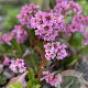 Bergenia 'Rosi Klose' GM P9