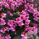 Bergenia 'Rosi Klose' GM P9