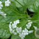 Brunnera macr. 'Mister Morse' GM P9