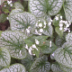 Brunnera macr. 'Mister Morse' GM P9