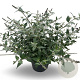 Buddleja 'Blue Chip' 50-55 cm 5,0L
