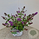 Buddleja 'Blue Chip' 50-55 cm 5,0L