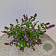 Buddleja 'Blue Chip' 50-55 cm 5,0L