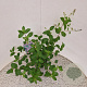 Ceanothus del. 'Gloire de Versaille 40-45 cm 2,5L