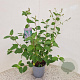 Ceanothus del. 'Gloire de Versaille 40-45 cm 2,5L