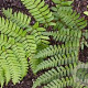 Dryopteris championii GM P9
