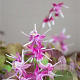 Epimedium gr. 'Purple Pixie' GM P9