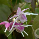 Epimedium gr. 'Purple Pixie' GM P9