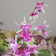 Epimedium gr. 'Purple Pixie' GM P9