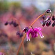 Epimedium gr. 'Red Beauty' GM P9