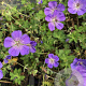 Geranium Rozanne GM P9