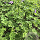 Geranium Rozanne GM P9