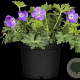 Geranium Rozanne GM P9