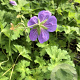 Geranium Rozanne GM P9