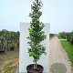 Ginkgo bil. Fastigiata Blagon 250-300 cm cont. 180L beveerd 