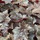 Heuchera 'Blackout' GM P9