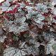 Heuchera 'Blackout' GM P9