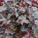 Heuchera 'Blackout' GM P9