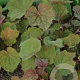 Heuchera 'Brownies' GM P9