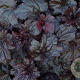 Heuchera 'Black Sea' GM P9