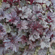 Heuchera 'Black Sea' GM P9